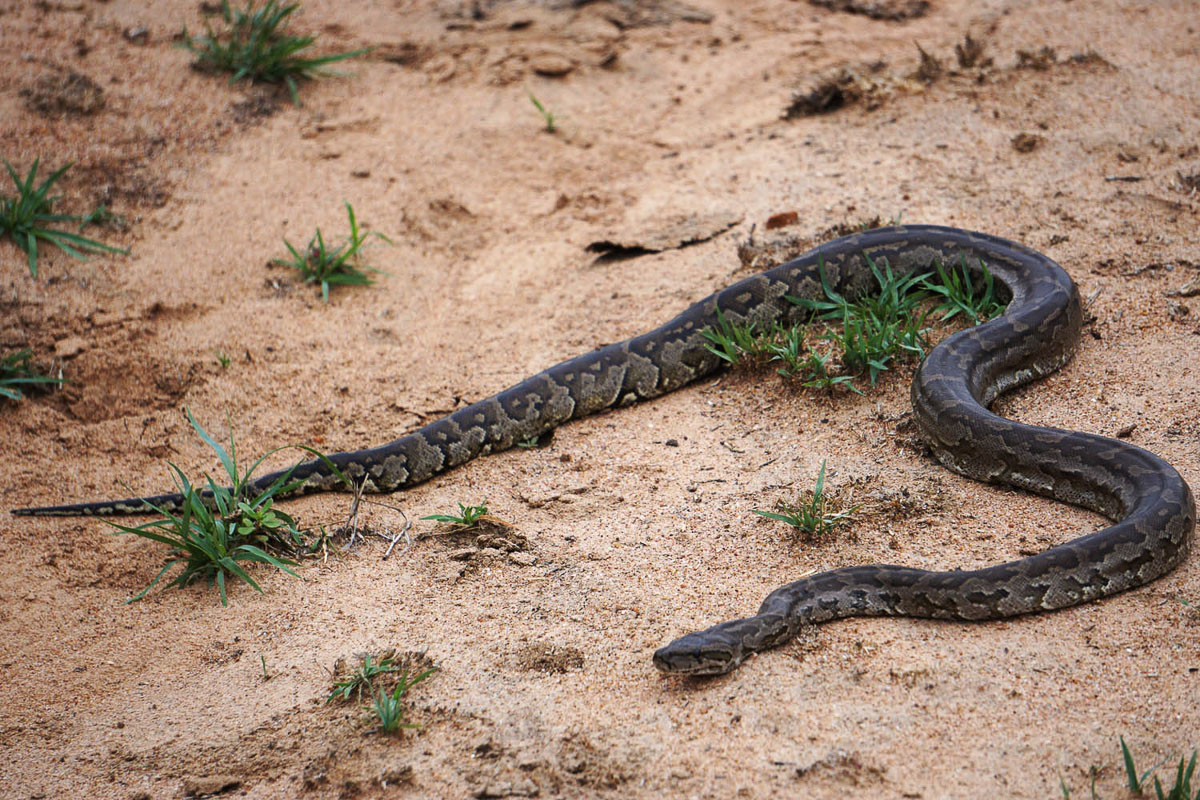 Serengeti Tracker